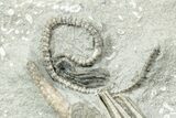 Fossil Crinoid Plate (Two Species) - Crawfordsville, Indiana #231932-3